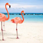 Flamingo Beach Aruba Flamencos Vacaciones Playa